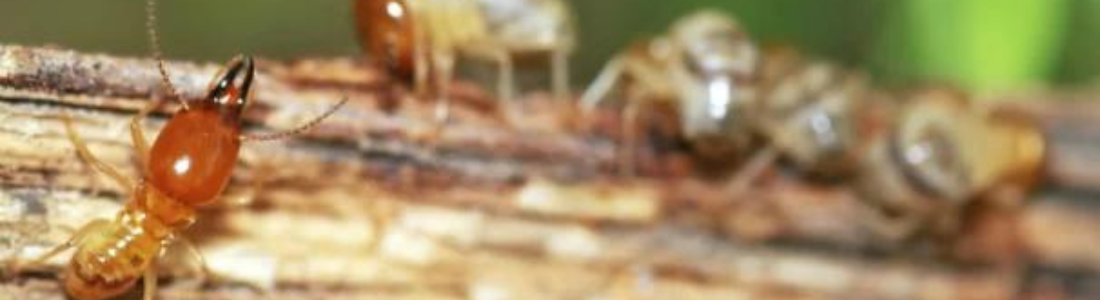 Descupinização no Madeiramento 24 HORAS